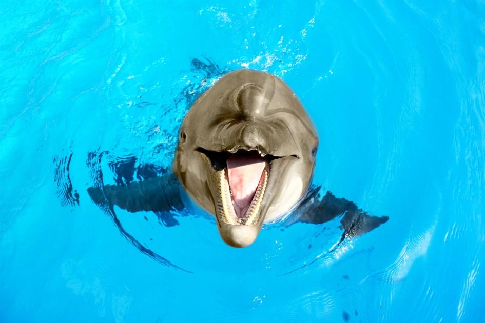 glad-delfin-gillar-paspant.jpg
