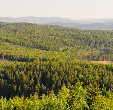 Skogslandskap Ranasjöhöjden Ramsele; Laserskanning, Skogsindustrierna, Mistra, Digitalisering