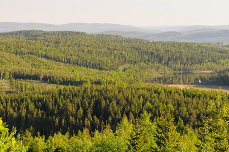 Skogslandskap Ranasjöhöjden Ramsele; Laserskanning, Skogsindustrierna, Mistra, Digitalisering