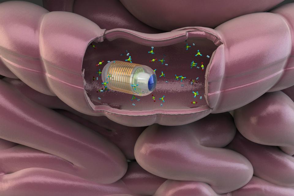 en grafikbild på hur en kapsel famslar information från olika molekyler i tarmen.jpg