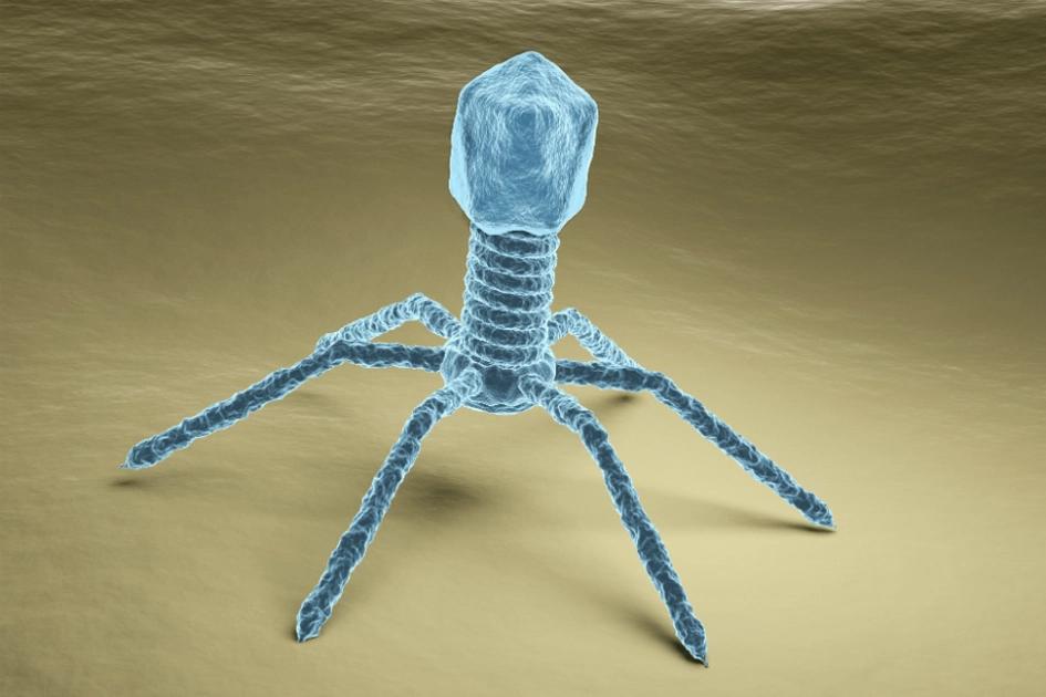 en bakteriofag.jpg