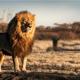 lejonhane står upp och blickar ut över savannen.jpg