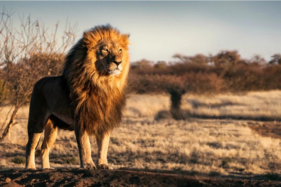 lejonhane står upp och blickar ut över savannen.jpg
