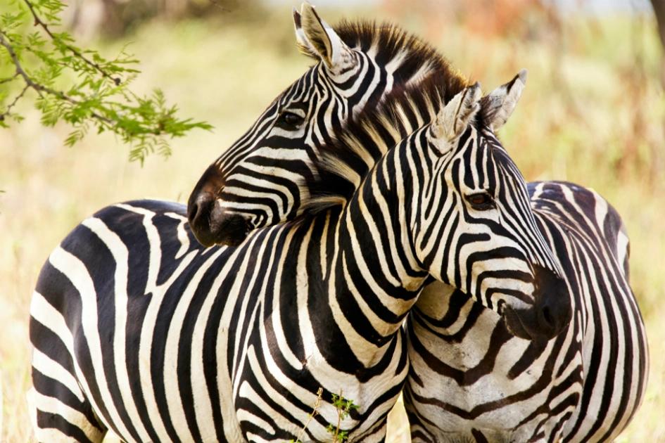 två zebror kelar på savannen.jpg