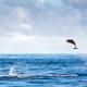 delfin hoppar i havet.jpg