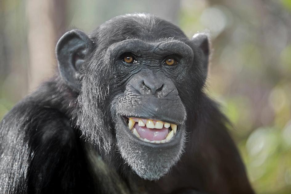 en porträtt bild av en schimpans.jpg