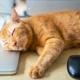 Orange Katt Sover På Dator