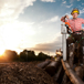 AdobeStock 960640 skog.jpg