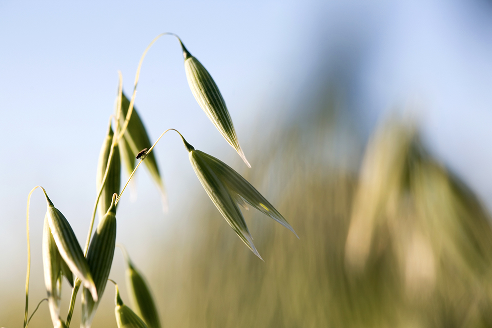 AdobeStock_9198755_Oatly_960x640.jpg