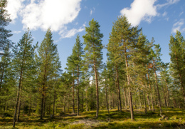 skog.jpg