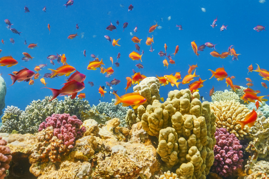 vackra-fiskar-vid-korallrev.jpg