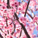 korsbarsblommor-pa-gren.jpg
