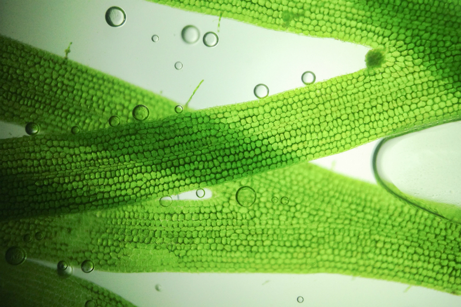 alger-i-narbild-med-bubblor.jpg