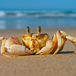 crab.jpg