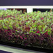 aerofarm-960640.jpg