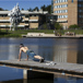 kille gör armhävningar på en brygga utanför umeå universitet.jpg