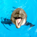 glad-delfin-gillar-paspant.jpg