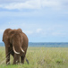 elefant utan fågel på huvudet.jpg