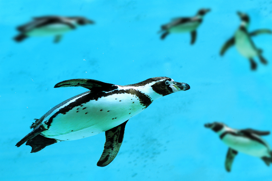pingvin-simmar-med-kompisar.jpg