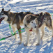 hundspann-i-lulea.jpg