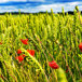 vallmo-sadesfalt-960640.jpg