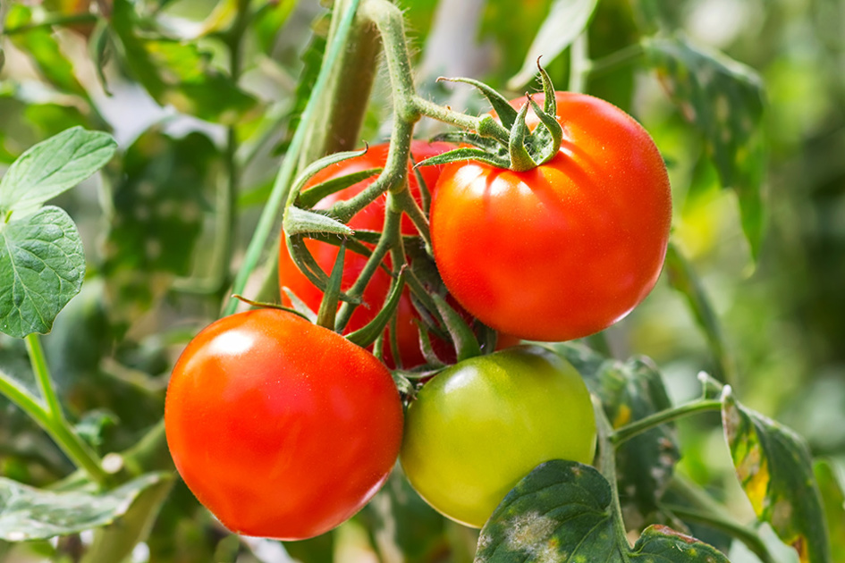 tomater-växt-planta.jpg