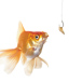 fisk.jpg