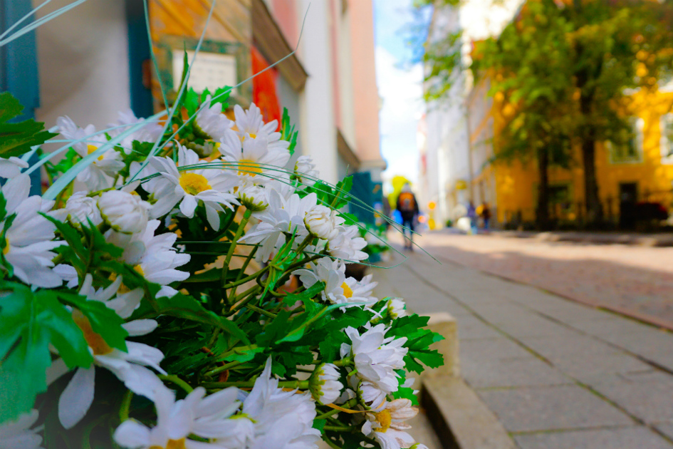 vita blommor längs med en gata.jpg