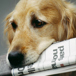 golden retriever med en tidning i munnen.jpg