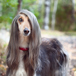 afghansk hund tittar i kameran.jpg