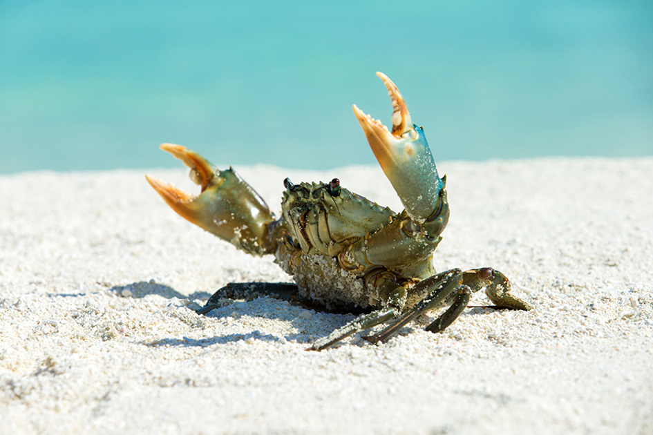krabba på stranden2.jpg