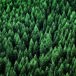 skog-sveaskog.jpg