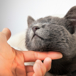 killar-katten-under-hakan.jpg