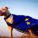 hund-eu.jpg