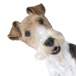 en glad foxterrier.jpg