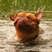 hund-960640.jpg