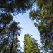 talltoppar-960640.jpg