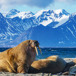 valross-svalbard.jpg