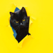 katt-tittar-ut-ur-hål.jpg