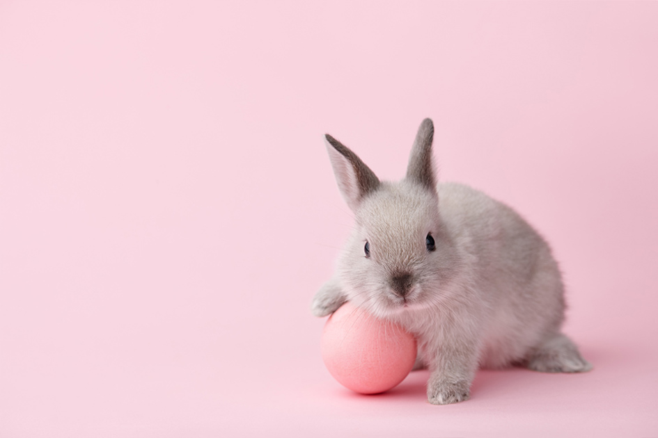 lite kanin vilar tassen på ett ägg mot rosa bakgrund.jpg