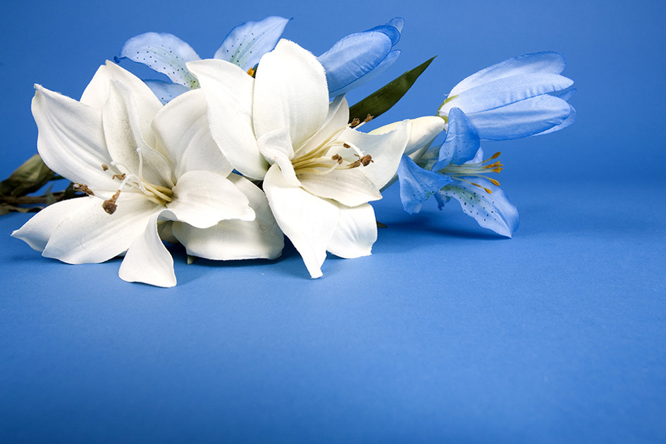 vita liljor mot blå bakrgund.jpg
