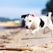 hund-på-strand.jpg