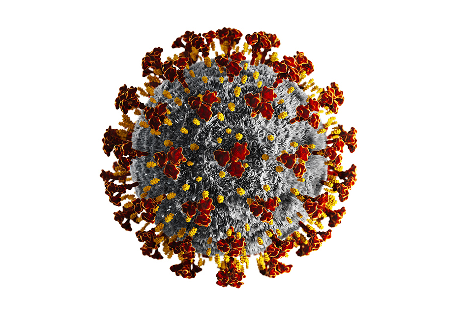 coronaviruset mot vit bakgrund.jpg