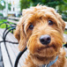 Hund Mittnät Iot