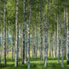 Björkskog