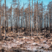 Träd Efter En Skogsbrand
