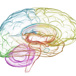 Brain 960640