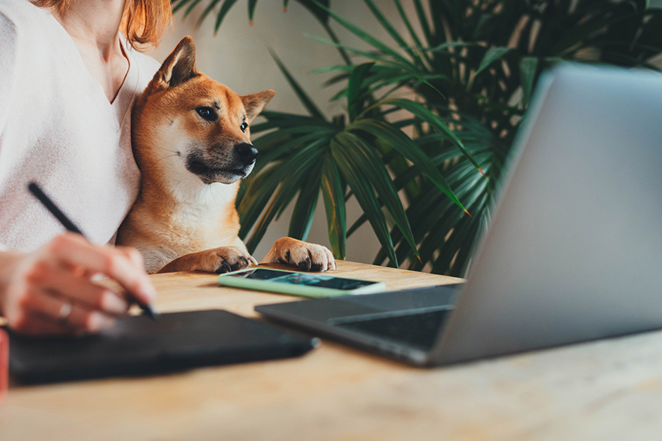 Hund Och Matte Tittar I En Laptop