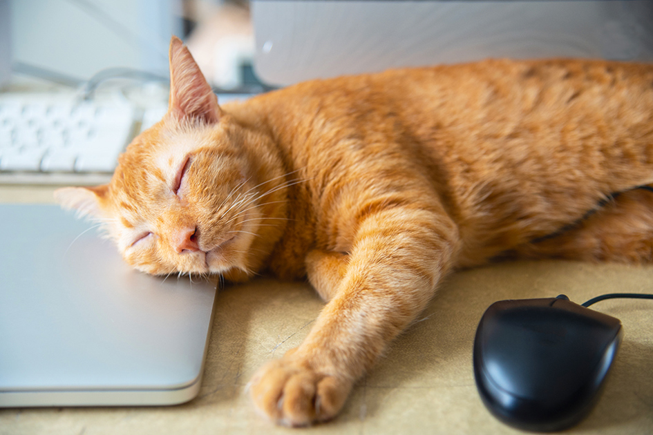 Orange Katt Sover På Dator