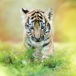 Tiger 960640